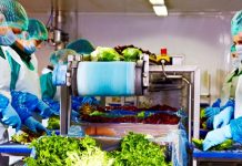 Eisberg, un reper privind securitatea alimentară a salatelor gata de consum