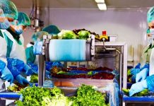 Afacerile Eisberg România s-au majorat cu 7% în 2025